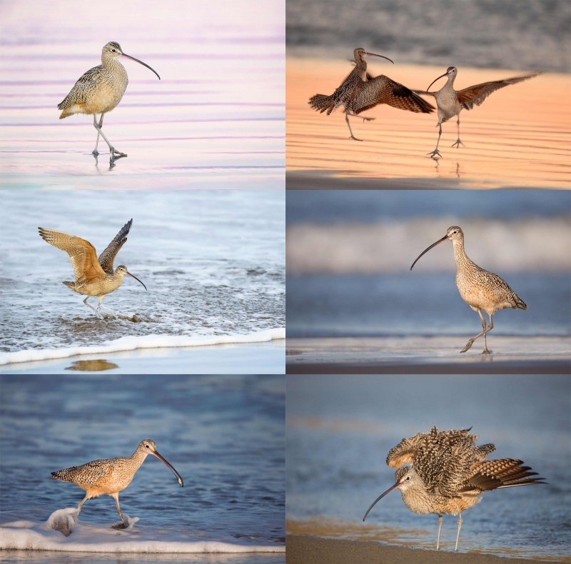 Morro-Bay-CARD-VERT-LBCU