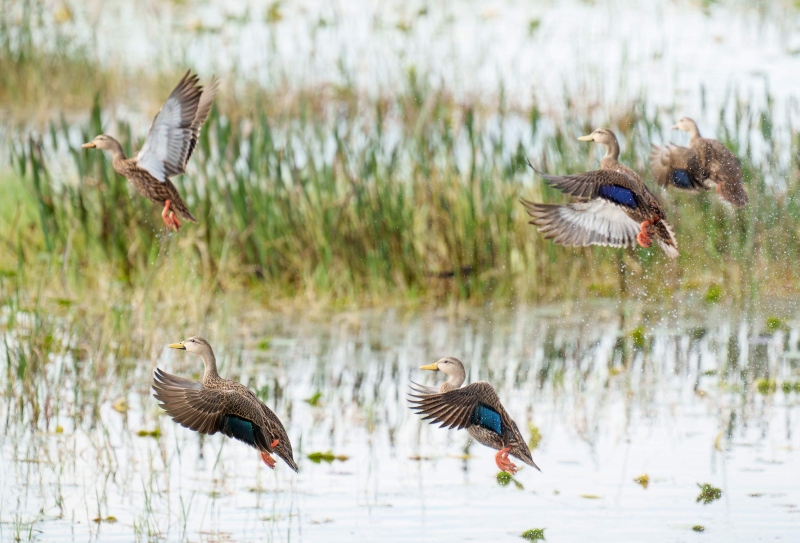 Mottled-Ducks-3200-taking-flight-_A1G2465-Indian-Lake-Estates-FL-Enhanced-NR