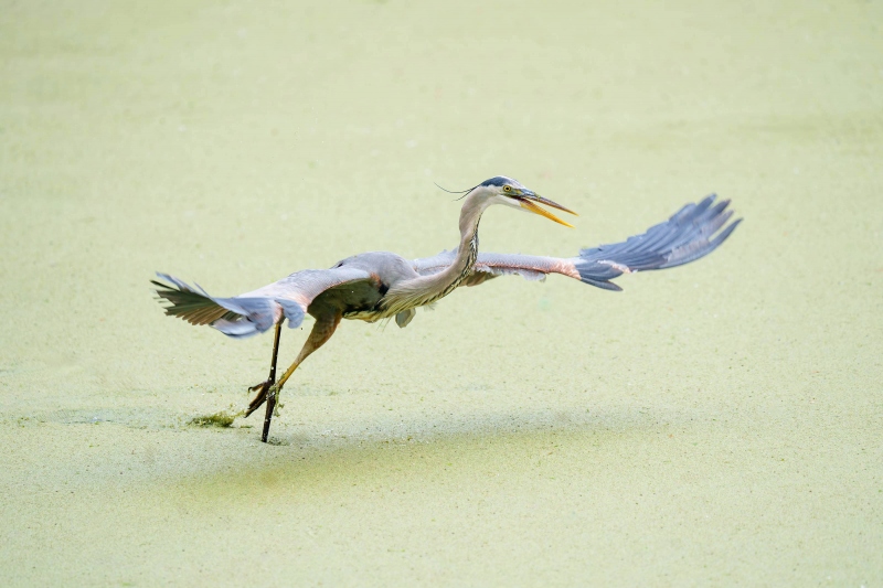 NOEXIF-Great-Blue-Heron-3200-hunting-_A1G0085-Harris-Neck-NWR-GA-Enhanced-NR