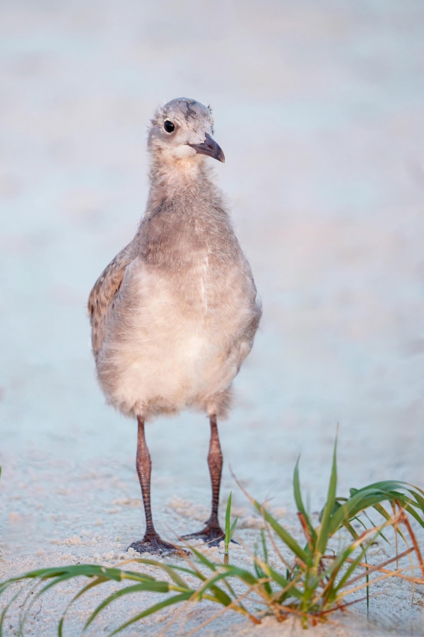 NOEXIF-Laughing-Gull-large-chick-_A1B9392-A-Jacksonville-FL-Enhanced-NR