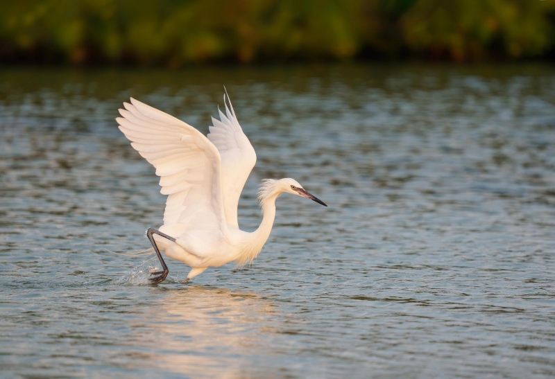 NOEXIF-Reddish-Egret-3200-white-morph-fishing-_A1G2318-Fort-DeSoto-Park-Tierra-Verde-FL-Enhanced-NR