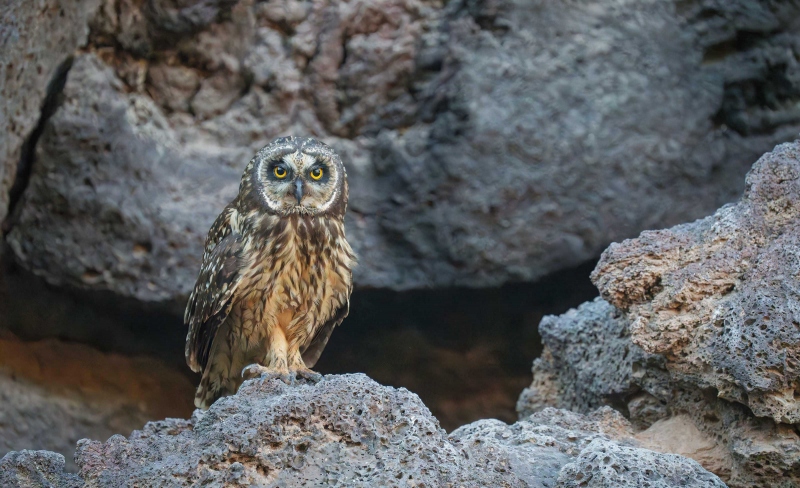 NOEXIF-Short-eared-Owl-3200-_A1G5889-Champion-Islet-Galapagos-Ecuador-Enhanced-NR