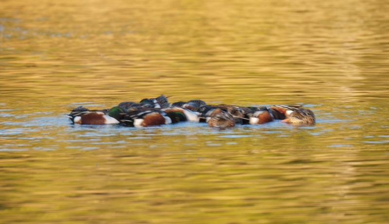 Northern-Shovelers-3200-feeding-_A1G6750-Santee-Lakes-Park-CA-Enhanced-NR