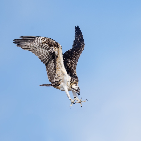 Osprey-2400-juvenile-landing-at-nest-with-talons-out-_A1G8588-Indian-Lake-Estates-FL-Enhanced-NR