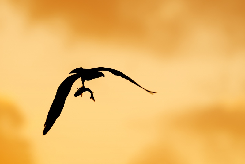 Osprey-3200-at-dawn-carrying-fish-_A1G0074-Sebastian-Inlet-FL-Enhanced-NR