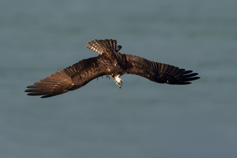 Osprey-3200-diving-_A1G1417-Sebastian-Inlet-FL-Enhanced-NR