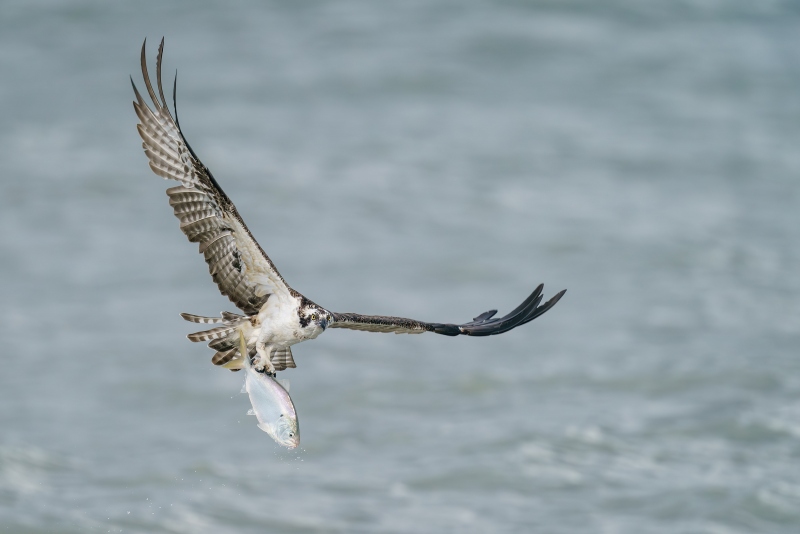 Osprey-3200-with-menhaden-bunker-_DSC7848-Sebastian-Inlet-FL-Enhanced-NR