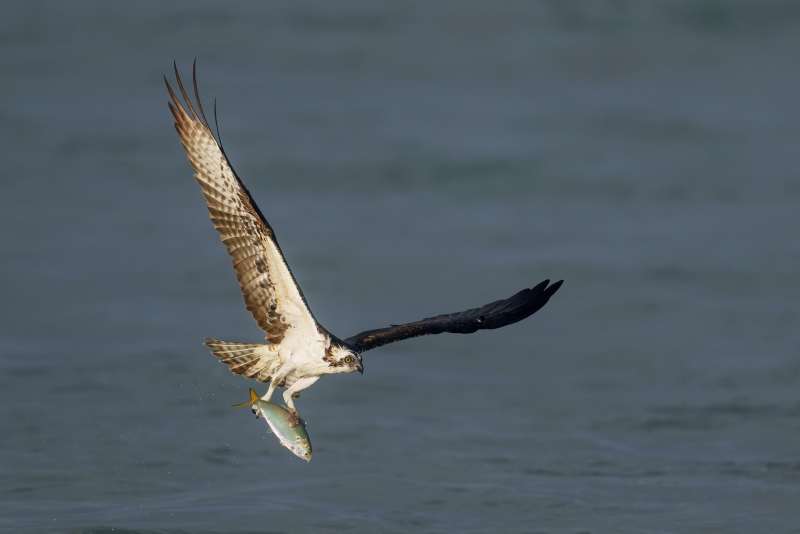 Osprey-3200-with-menhanden-bunker-_A1G1481-Sebastian-Inlet-FL-Enhanced-NR