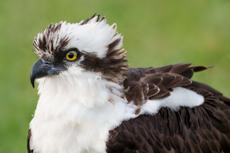 Osprey-head-3200-portrait-LAYERS-_A1G6396-Indian-Lake-Estates-FL-Enhanced-NR