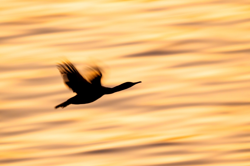 Pelagic-Cormorant-3200-pre-dawn-blur-_A1G9404-La-Jolla-CA-Enhanced-NR