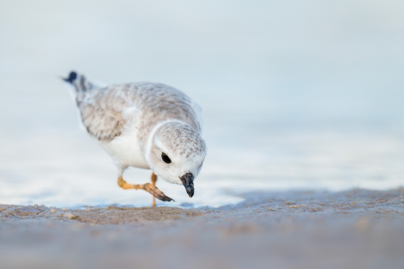 Piping-Plover-3200-worn-juvenile-foraging-_A1G2636-Fort-DeSoto-Park-Tierra-Verde-FL-Enhanced-NR