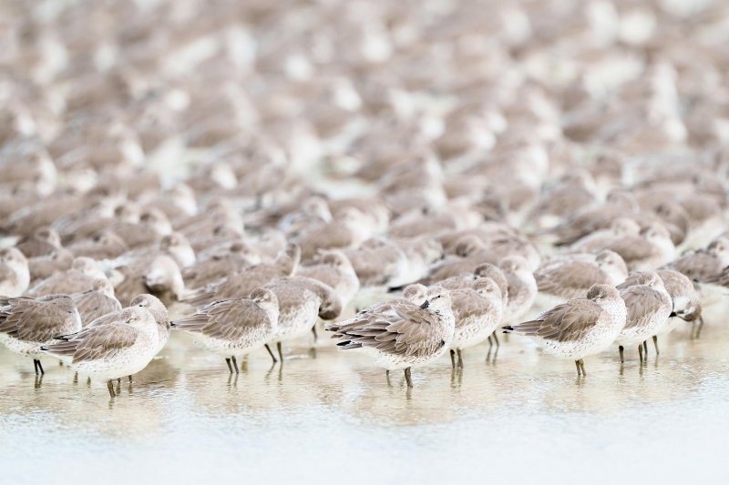 RED-KNOT-FLOCK-PUGS23_October08_FtDeSoto_130-Edit-copy