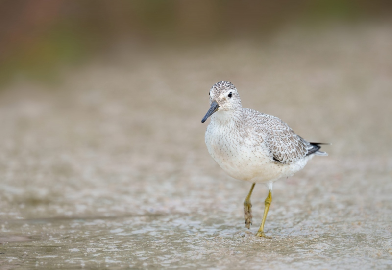 Red-Knot-3200-fresh-juvenile-plumage-_A1B6215-Fort-DeSoto-Park-FL-Enhanced-NR