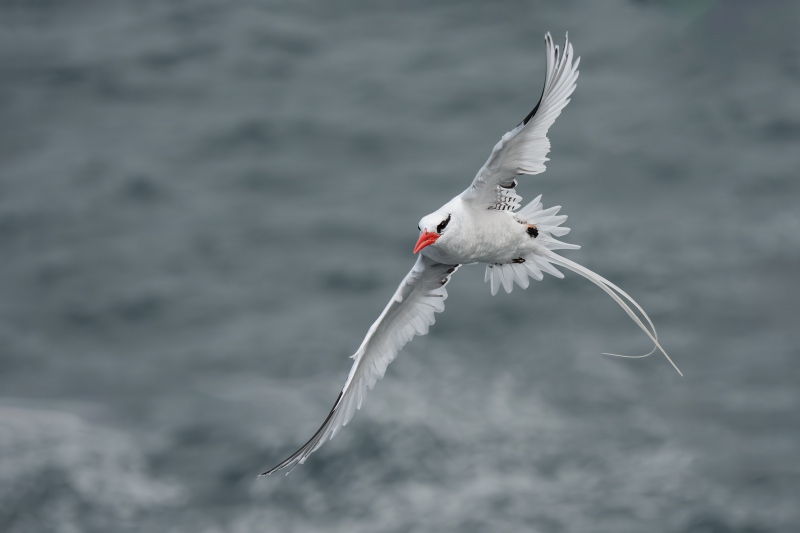 Red-billed-Tropicbird-3200-flying-into-cliff-nest-_A1G3203-South-Plaza-Island-Galapagos-Ecuador-Enhanced-NR