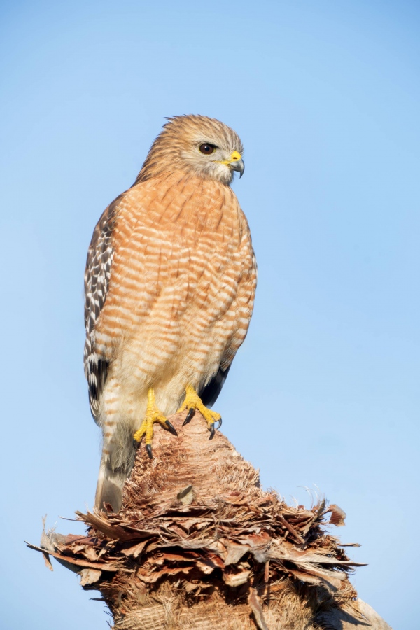 Red-shouldered-Hawk-3200-on-cabbage-palm-stump-_A1G2544-Indian-Lake-Estates-FL-Enhanced-NR