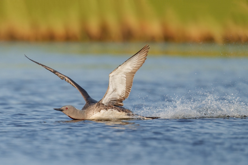 Red-throated-Loon-3200-landing-_A1G0318-Gullfoss-IcelandA