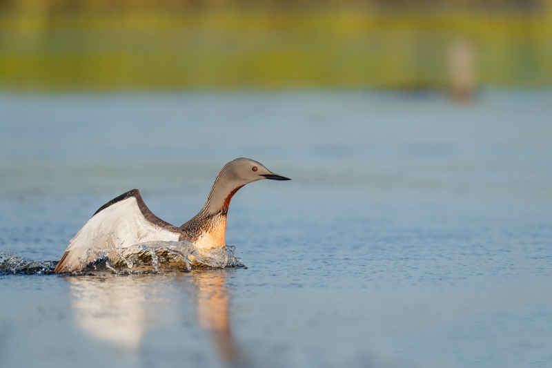 Red-throated-Loon-3200-landing-_A1G9822-Gullfoss-IcelandA-Enhanced-NR