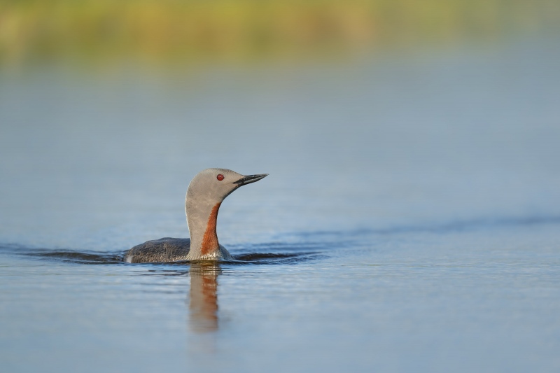 Red-throated-Loon-3200-swimming-_A1G5194-Flói-Bird-Reserve-Icleand