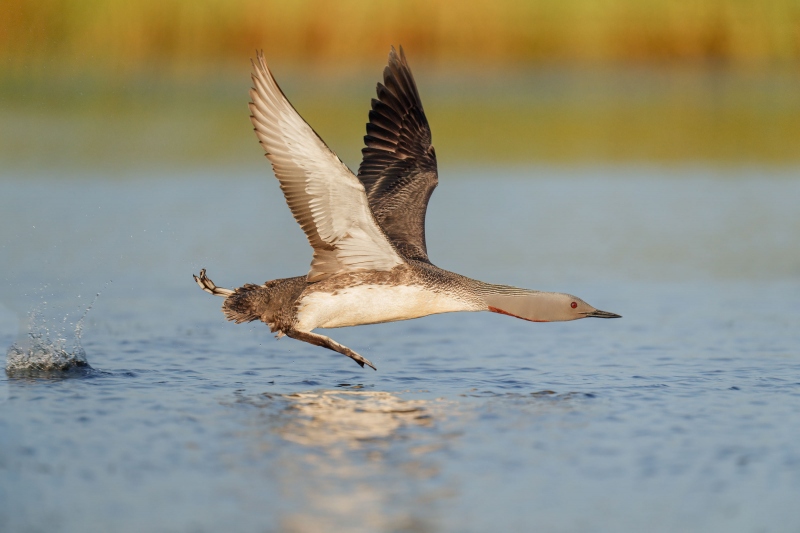 Red-throated-Loon-3200-take-off-run-_A1G1062-Gullfoss-Iceland