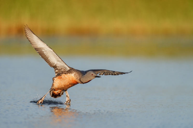 Red-throated-Loon-3200-touching-down-_A1G1138-Gullfoss-Iceland