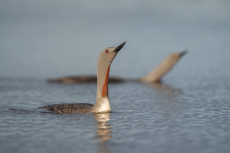 Red-throated-Loons-displaying-_A1G5789-Flói-Bird-Reserve-Icleand