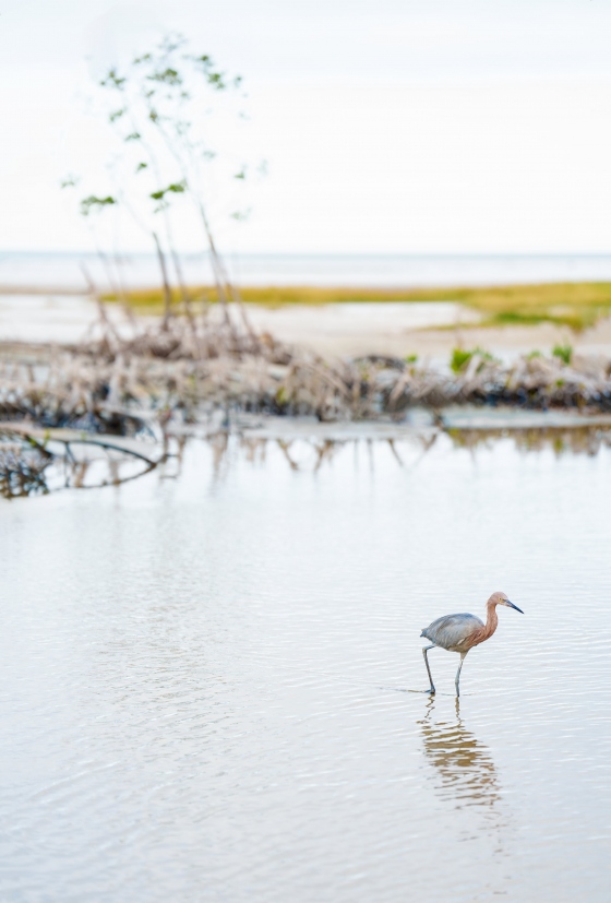 Reddish-Egret-3200-bird-scape-_A1G9482-Fort-DeSoto-Park-Tierra-Verde-FL-Enhanced-NR