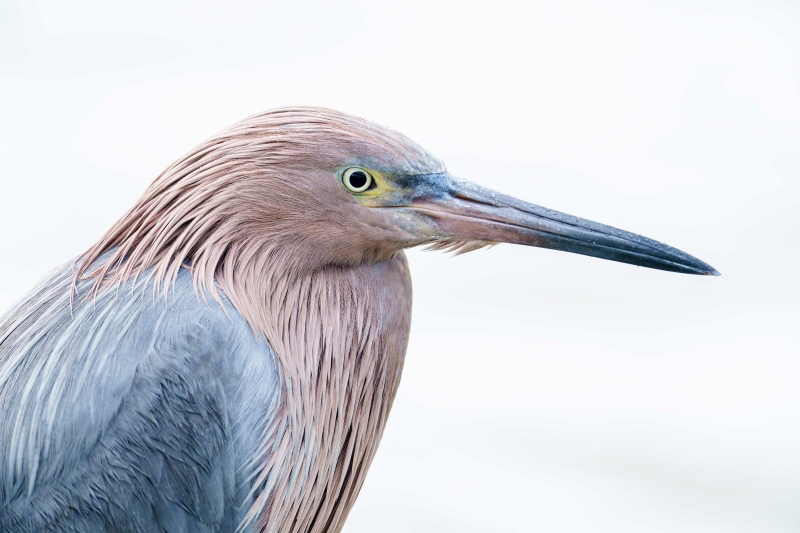 Reddish-Egret-3200-in-rain-_A1G3106-Sebastian-Inlet-FL-Enhanced-NR