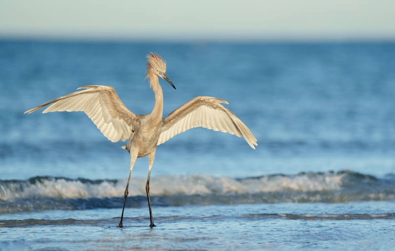 Reddish-Egret-3200-juvenile-landing-_A1G2843-Fort-DeSoto-Park-Tierra-Verde-FL-Enhanced-NR