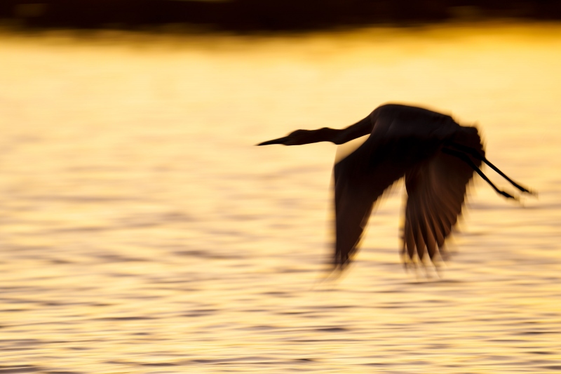 Reddish-Egret-3200-pre-dawn-flight-blur-_A1G2232-Fort-DeSoto-Park-Tierra-Verde-FL-Enhanced-NR