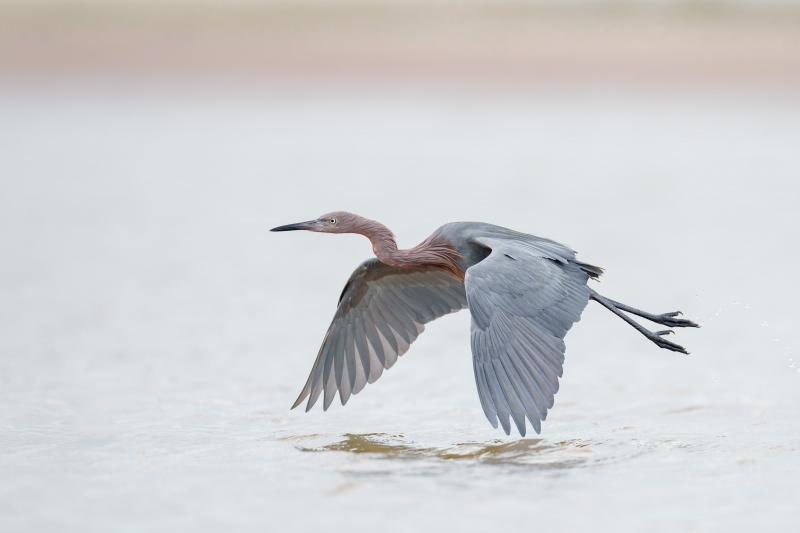 Reddish-Egret-3200-re-do-in-flight-A-G-photo_A1G2968-Fort-DeSoto-Park-FL-Enhanced-NR