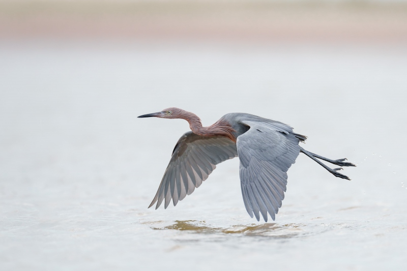 Reddish-Egret-3200-re-do-in-flight-A-G-photo_A1G2968-Fort-DeSoto-Park-FL-Enhanced-NR