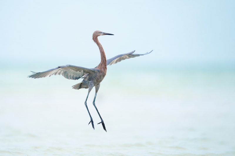 Reddish-Egret-jumping-up-A-G-photo-_A1G1821-Fort-DeSoto-Park-FL-Enhanced-NR