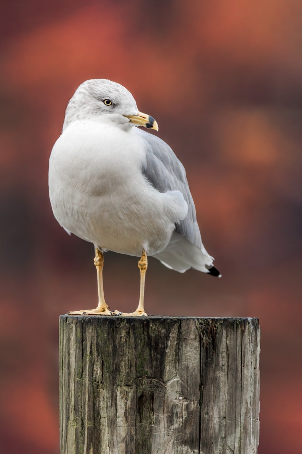 Ring-billed-Gull-Dave-Goldberg-BAA-optimized-_19A1081-Enhanced-NR