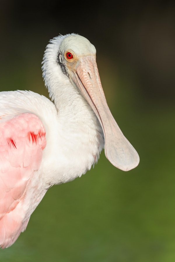 Rosearte-Spoonbill-3200-head-shoulders-portrait-_7R47338-Fort-DeSoto-Park-FL