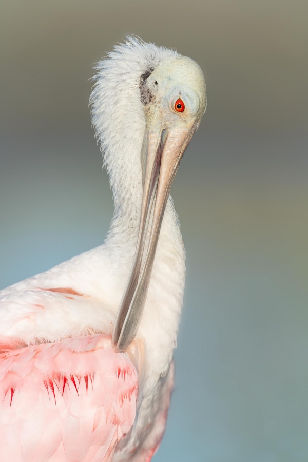 Roseate-Spoonbill-3200-preening-_7R47320-Fort-DeSoto-Park-FL