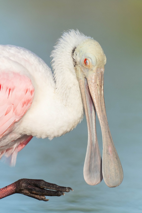 Roseate-Spoonbill-3200-scratching-_7R47329-Fort-DeSoto-Park-FL