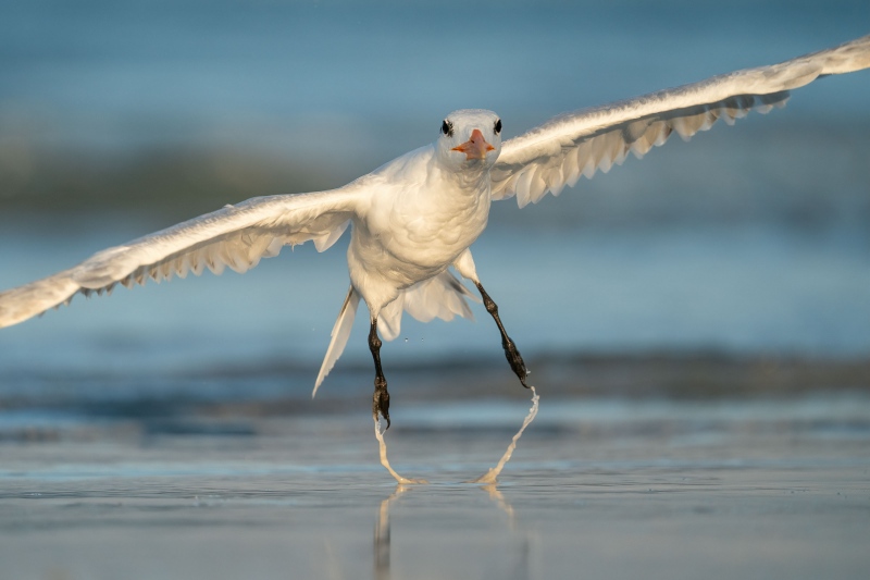 Royal-Tern-3200-basic-plumage-taking-flight-after-bath-_A9B0242-Fort-DeSoto-Park-FL