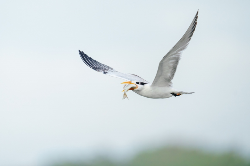 Royal-Tern-3200-in-flight-with-pinfish-_A1G3688-Sebastian-Inlet-FL-Enhanced-NR