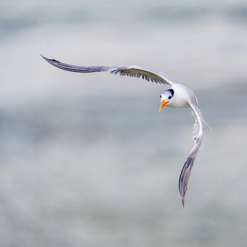 Royal-Tern-3200-turning-in-flight-_A1G3649-Sebastian-Inlet-FL-Enhanced-NR