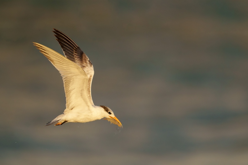 Royal-Tern-3200-with-shrimp-_A1G0967-Sebastian-Inlet-FL-Enhanced-NR