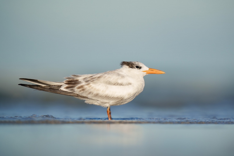 Royal-Tern-3200-worn-juvenile-_A1G0793-Fort-DeSoto-Park-Tierra-Verde-FL-Enhanced-NR