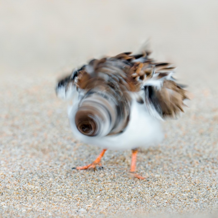 Ruddy-Turnstone-2400-head-shake-after-bath-_A1G3320-Sebastian-Inlet-FL-Enhanced-NR