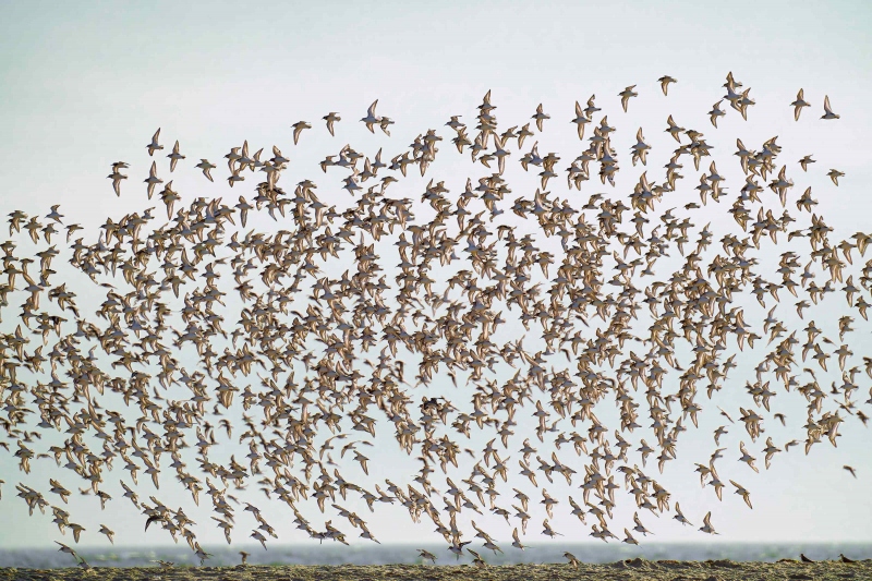 Sanderling-3200-backlit-flock-in-flight-_A1G2263-Nickerson-Beach-Park-LI-NY-Enhanced-NR-1