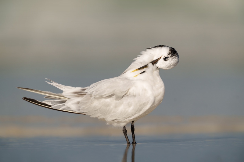 Sandwich-Tern-3200-non-breeding-adult-preening-_A1G8920-Fort-DeSoto-Park-Tierra-Verde-FLA-Enhanced-NR