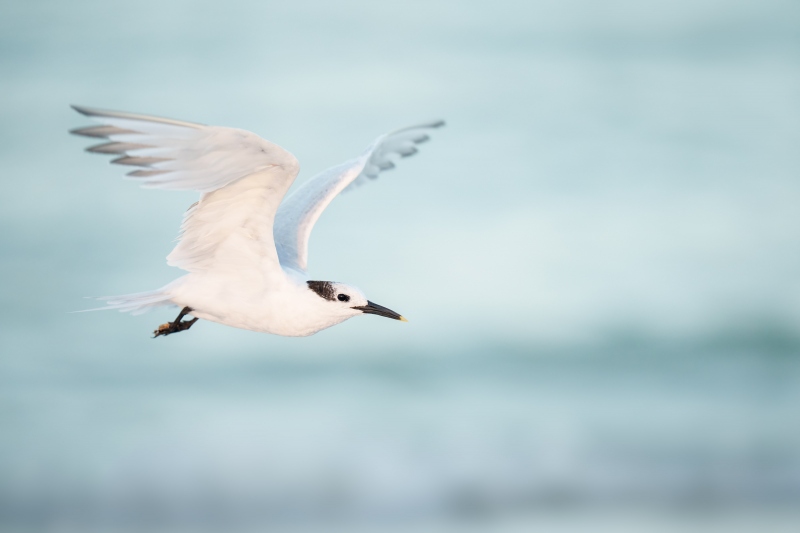 Sandwich-Tern-3200-taking-flight-_A1G5783-Fort-DeSoto-Park-Pinellas-County-FL