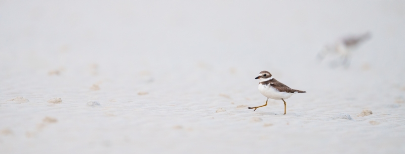Semipalmated-Plover-3200-A-G-photo-high-stepping-_A1G2434-Fort-DeSoto-Park-FL