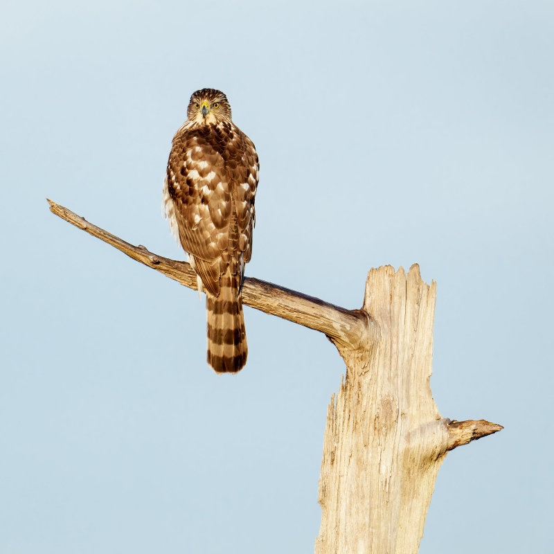 Sharp-shinned-Hawk-2400-_A1G4051-Indian-Lake-Estates-FL-Enhanced-NR