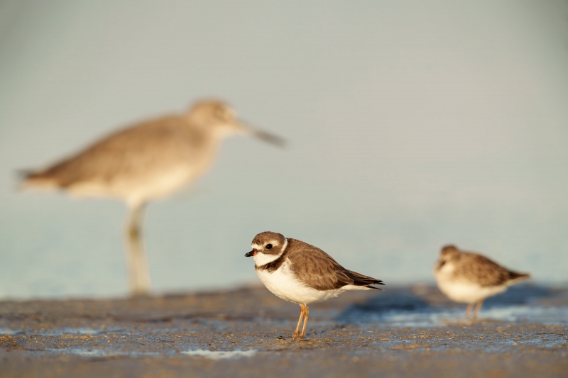 Shorebirds-3200-three-species-_A1G1925-Fort-DeSoto-Park-Tierra-Verde-FL-Enhanced-NR