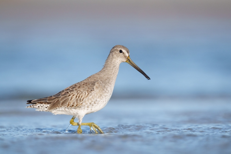 Short-billed-Dowitcher-3200-first-winter-_A1G5606-Fort-DeSoto-Park-FL