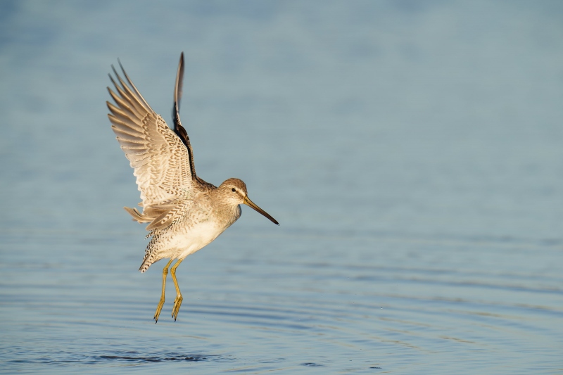 Short-billed-Dowitcher-3200-flapping-after-bath-_A1G9534-Fort-DeSoto-Park-Tierra-Verde-FL-Enhanced-NR